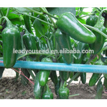MP10 Zidan buller shape hybrid top pepper seeds for sales